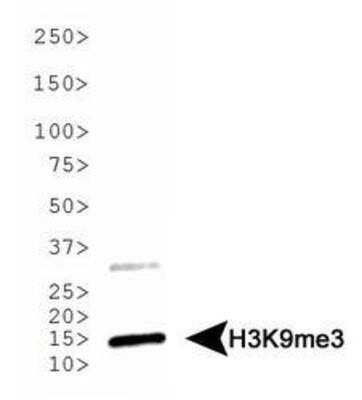 Western Blot: Histone H3 [Trimethyl Lys9] Antibody [NB21-1073] - Western blot analysis of Histone H3 K9me3 in HeLa histone preps. Observed molecular weight is ~15 kDa.